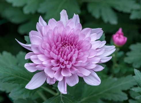 菊花