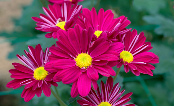 小菊