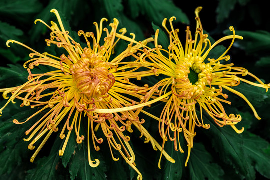 菊花