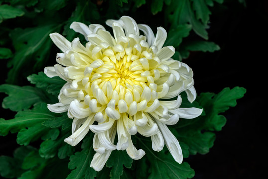 白色菊花