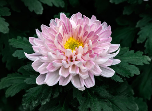菊花