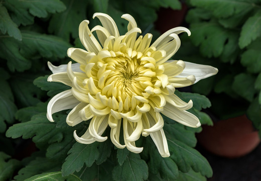 菊花