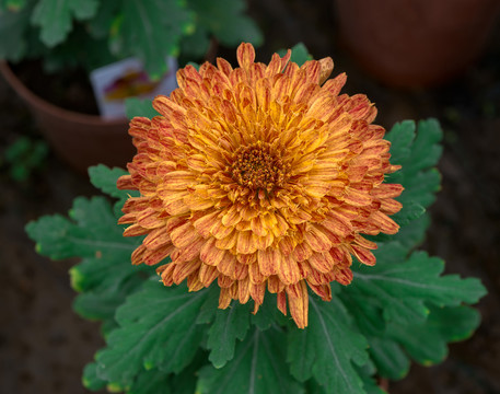 菊花