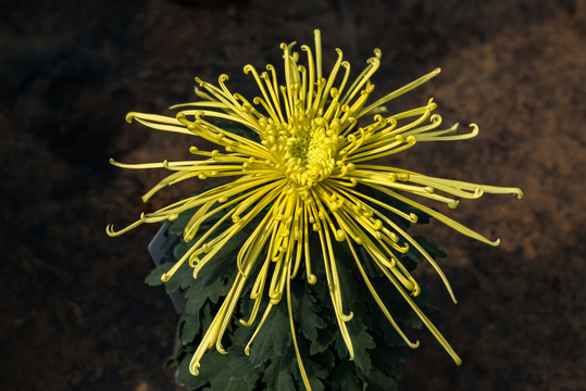 黃色菊花