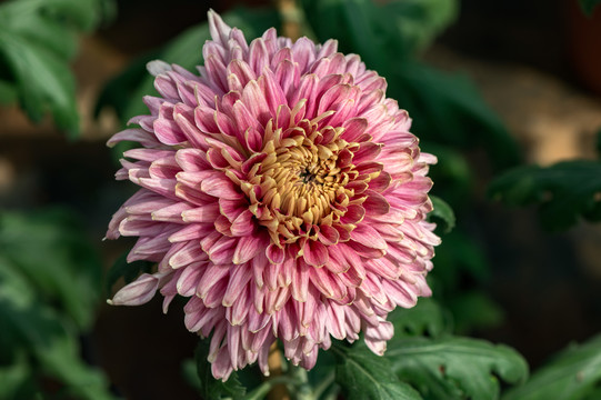 菊花