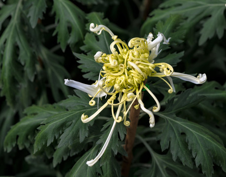 菊花