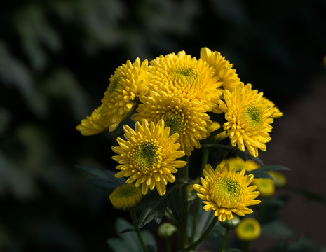菊花