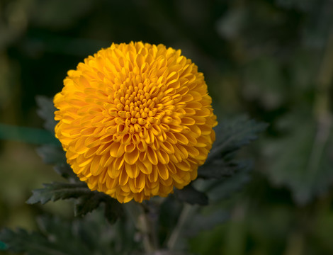 菊花