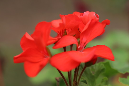 紅花