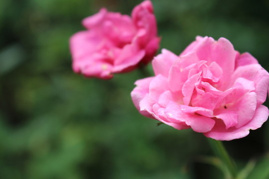 月季花