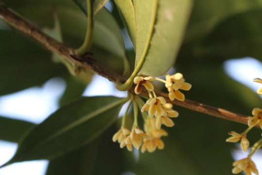 桂花