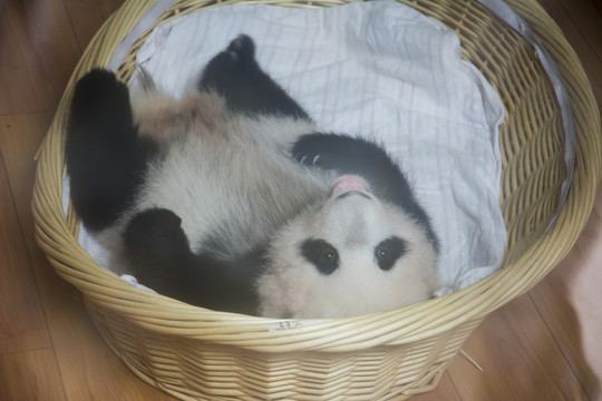 熊貓寶寶