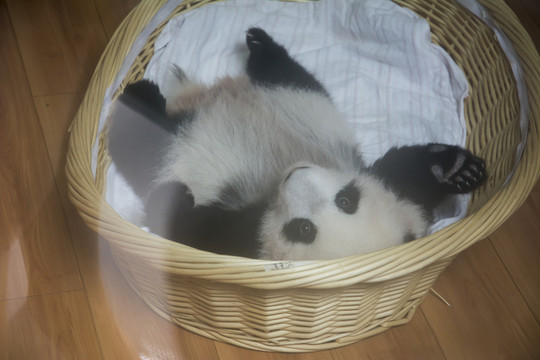 熊貓寶寶