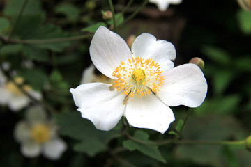 野棉花