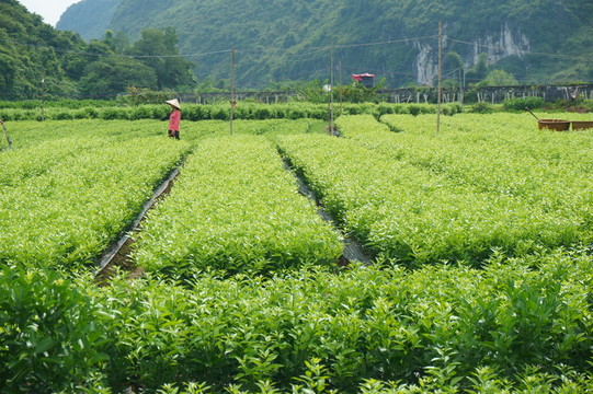 柑橘苗