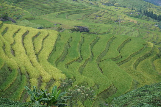 梯田