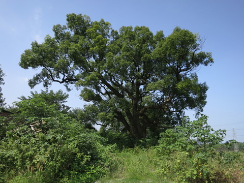 樟樹(shù)