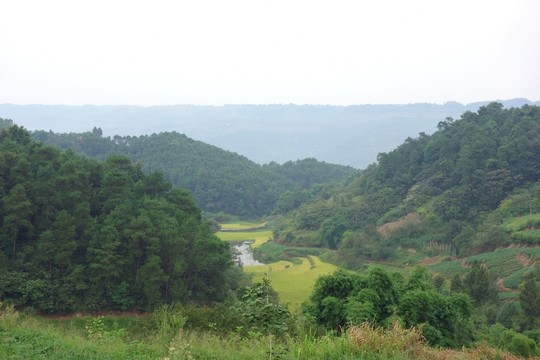 田野 樹林