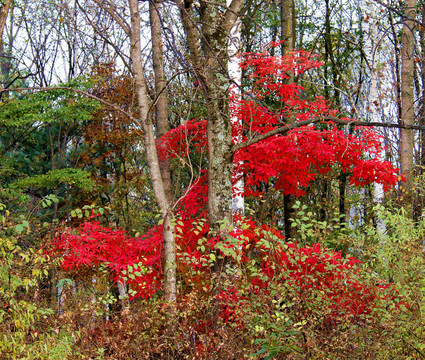 林中紅葉