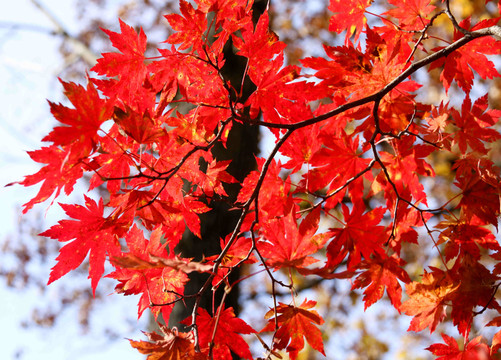 紅葉