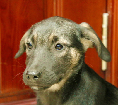 狗狗