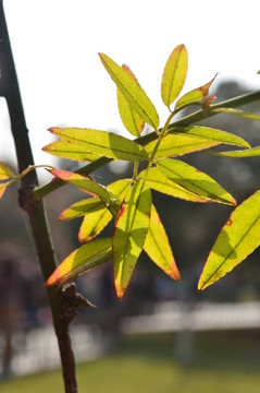 樹枝