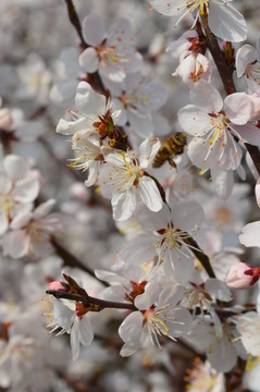 櫻花