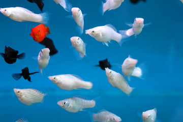 觀賞魚 金魚 紅魚