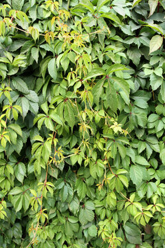 爬山虎 爬墻虎