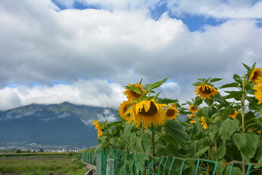向日葵 花海 花田 藍天白云