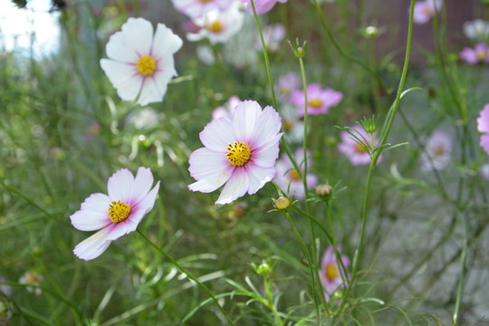 野花 小花 花草 小白花