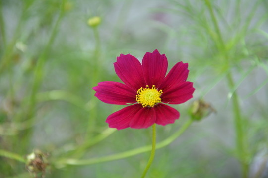 野花 小花 花草 小紅花