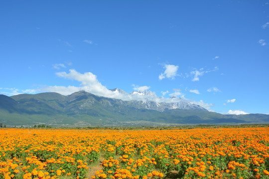藍天白云 遠山 花海 花田