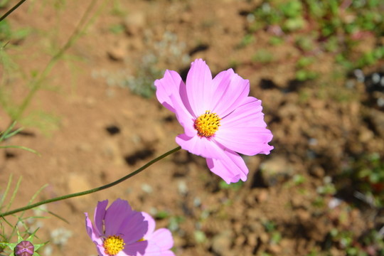 粉色小花 野花 花草 花蕊