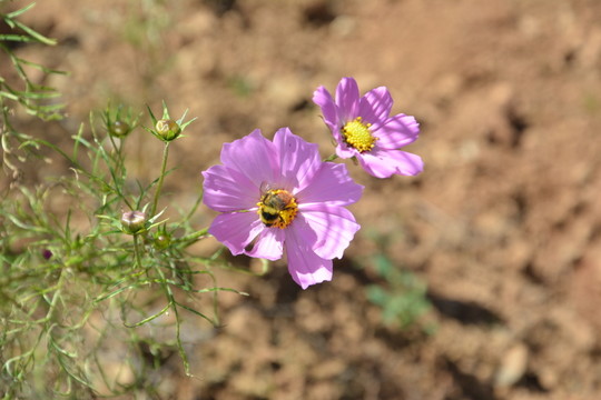 粉色小花 野花 花草 花蕊