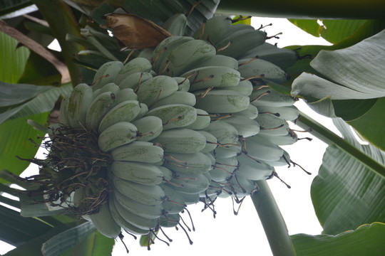 橡膠樹 熱帶樹 香蕉