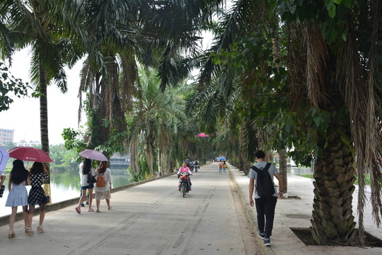 熱帶樹 城鎮(zhèn)街道