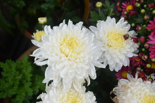 白色菊花