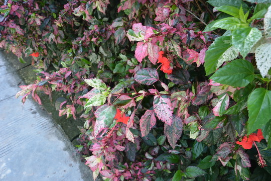 花叢 花草 紅花綠葉