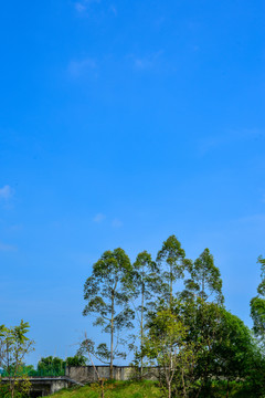 桉樹