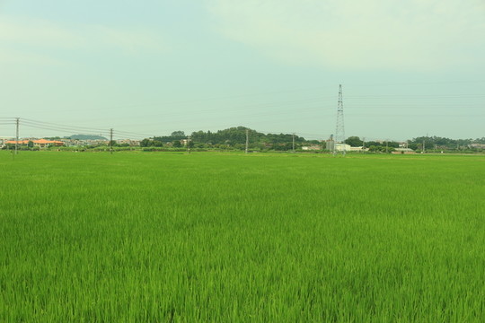 青青的水稻田