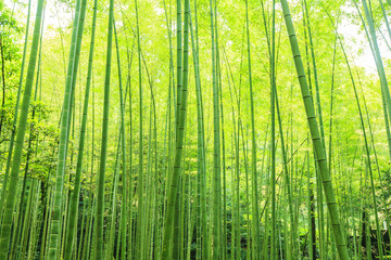 竹林
