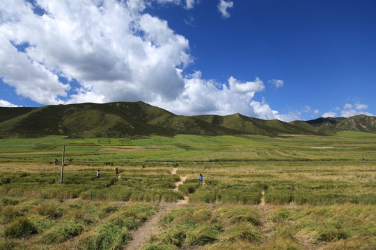 祁連山草原