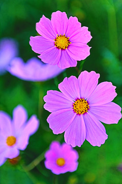 格桑花