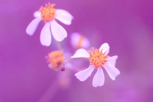 小花