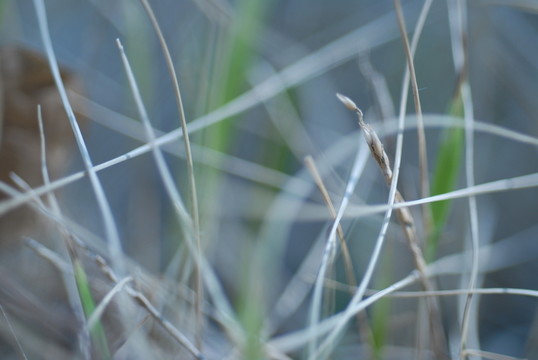 枯草