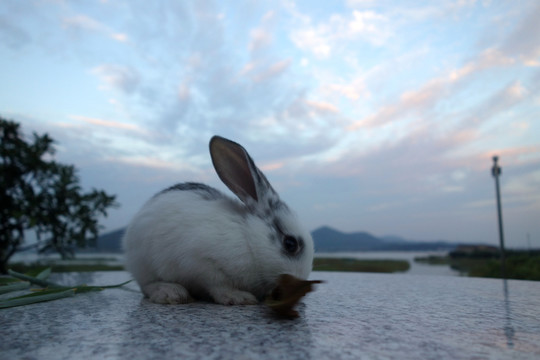 小白兔