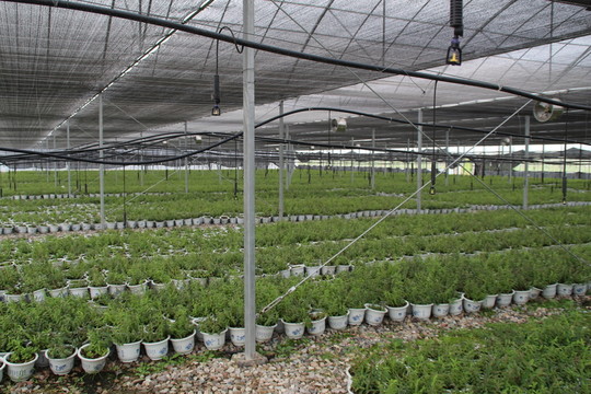 仙草種植基地