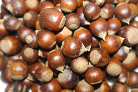 栗子 油栗 錐栗