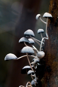 野生菌類(lèi)